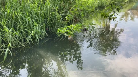 Calm water flow of the river and river weed Video stock 294854667