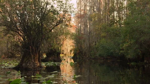 Calm water flowing through the Okefenokee Swamp in Georgia with cypress trees Stock Footage 341848384