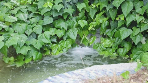 Calm water flows gracefully, surrounded by lush ivy and vibrant flora, creating Stock Footage 304730549