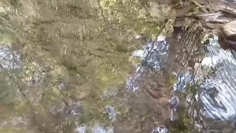 Calm water frames the beauty of the trees. 動画素材 336903579