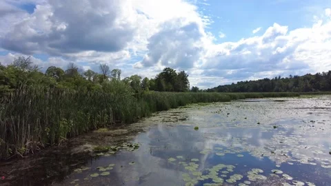 Calm water in a marsh Stock Footage 157559417