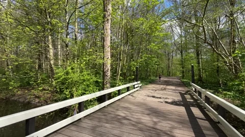 Calm Water Mirror Effect in Amsterdam Forest During Spring Season Stock Footage 334150052