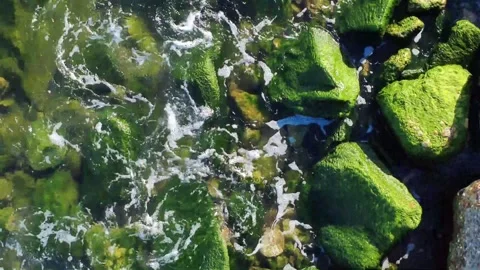Calm Water Moving Between Coastal Rocks with Green Algae Stock Footage 332479793