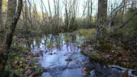Calm water stream in a dark forest Stock Footage 141846702