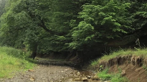 Calm water stream in the forest during a rainy day. Rain in the forest Stock Footage 203949949