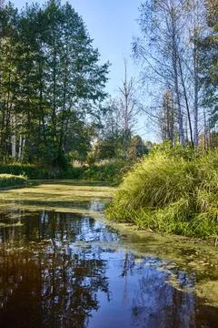 Calm Water Surface with Algae and Tree Reflections Stock Photos