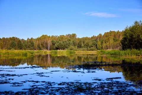 Calm Water Surface with Algae and Tree Reflections Stock Photos