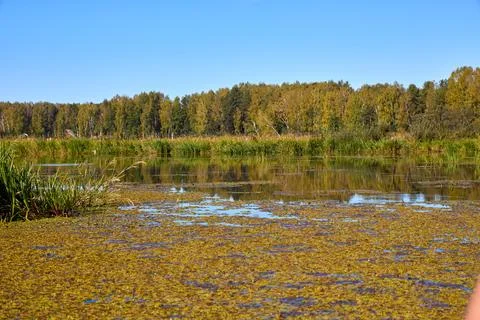 Calm Water Surface with Algae and Tree Reflections Stock Photos