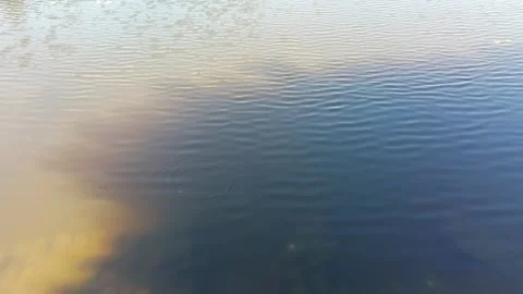 Calm water surface with gentle ripples and warm sunlight reflection. Stock Footage 332500782