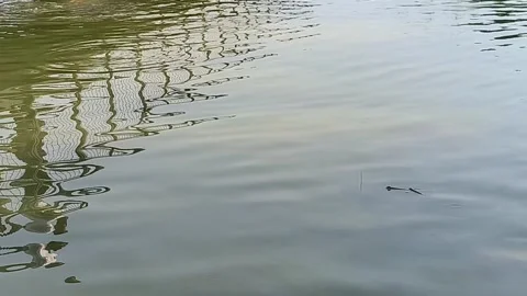 Calm Water Surface with Gentle Ripples and Fence Reflection Stock Video Footage Vidéo 339260242