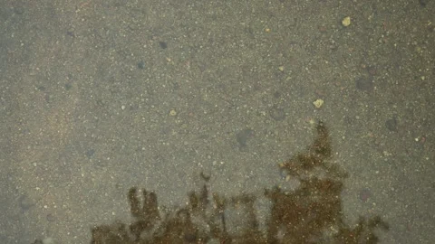 Calm water surface with reflection of tree. Loop. Stock Footage 332688457