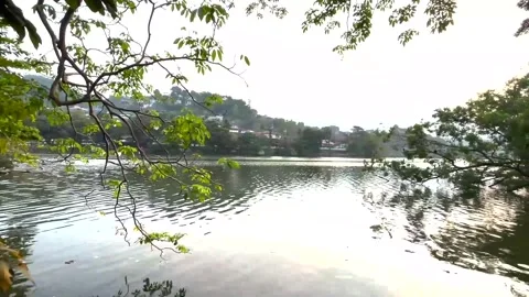 Calm waters of a lake bordered by lush green foliage. Stock Footage 270074864