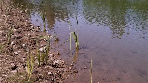 Calm waters of a lake Stock Footage 321199491