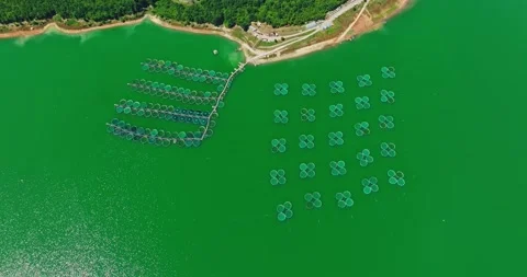 Calm Waters Sun Reflections Fish Nets On Reservoir Green Algae Muddy Water Stock-Footage 289419553