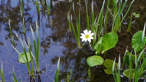 Calm Waters in Upper Spring Creek Stock Footage 112105985