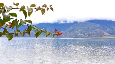 Calm watet in the lake Stock Photos