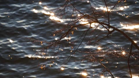 The calm waves of the lake sparkle in the sun. In the foreground is a tree with Stock Footage 167048876