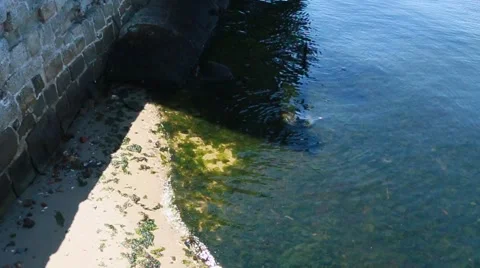 Calm Waves Lap Algae Onto The Beach Stock Footage 57237730