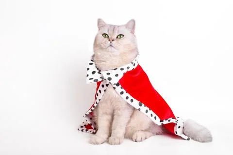 A calm white cat in red mantle, sitting on a white background Stock Photos