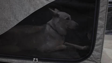 A calm white dog resting inside a soft portable crate with mesh sides, providing Stock Footage 294774145