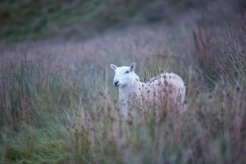Calm white sheep in the brush  Stock Photos