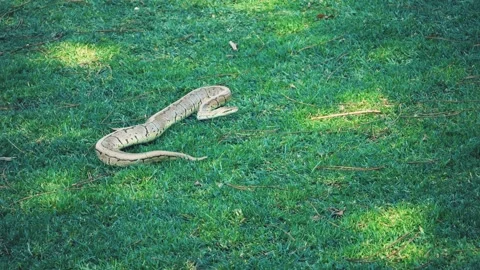 Calm Wild Ball Python, Python regius, Resting on Bright Green Grass 库存影片 286287884