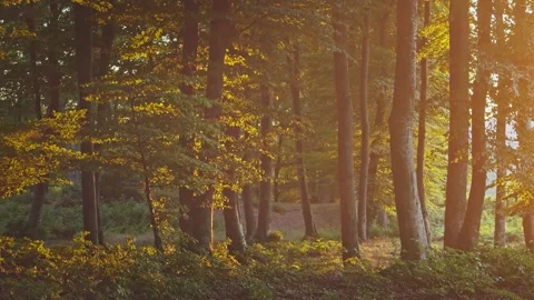 Calm wind during summer sunset in the forest. Warm light through the trees Video stock 203949960
