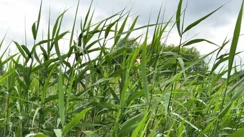 Calm windy landscape with tall moving grass Stock Footage 321361321