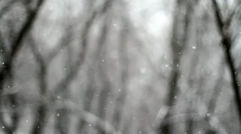 Calm Winter Forest Snowfall Stock Footage 20539266
