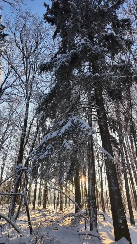 Calm Winter Landscape Featuring Snowcovered Pines And Soft Luminous Rays Video stock 328521940