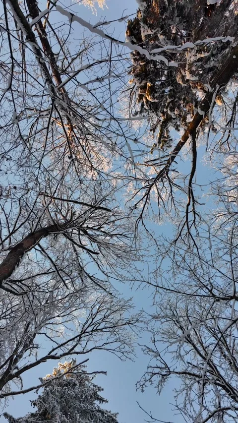 Calm Winter Landscape With Icy Branches Reaching Towards Sky 库存影片 328521941