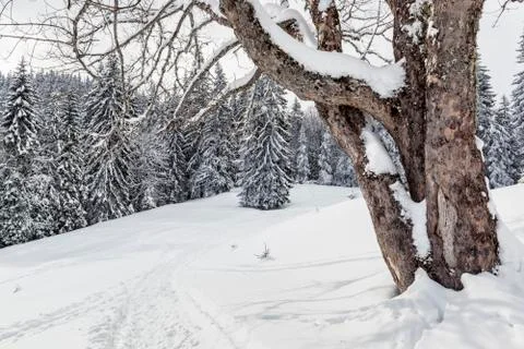 Calm winter landscape 스톡 사진