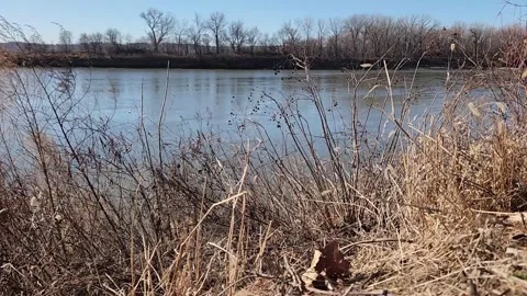Calm Winter Missouri River with Dried Wild Plants in Foreground Stock Footage 330220253