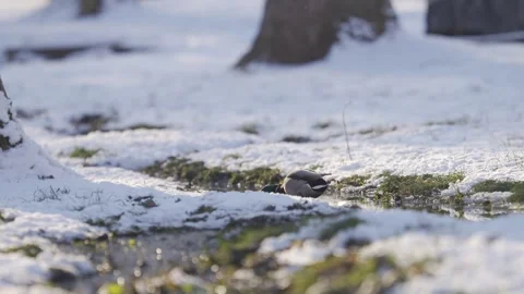 Calm Winter Scene with a Small Bird | HLG Stock Footage 302450513