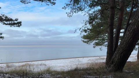 Calm Winter Sea Behind Trees Stock Footage 322051867