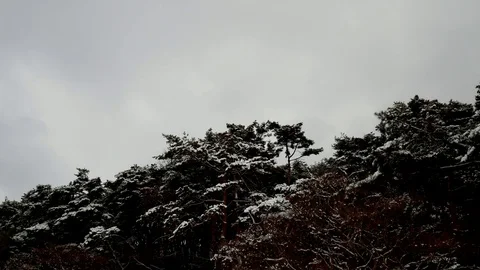 Calm winter tree: Vidéo 80149607