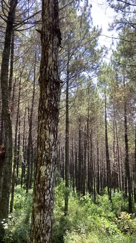 The Calm Within the Trees Stock Footage 318383200