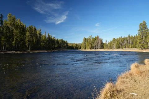 Calm Yellowstone River Bend Reflecting Dense Pine Forest Under Wispy Cloud Sk Stock Photos