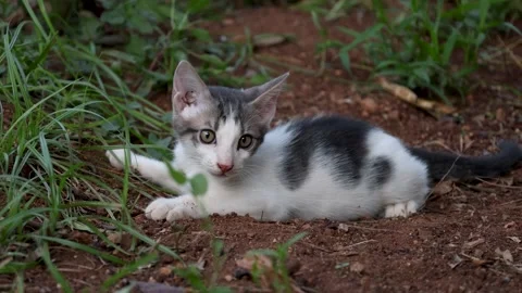 Calm Young Kitten Resting in Vegetable Garden Stock-Footage 342809371