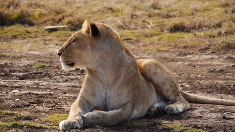 Calm young lion with scars resting after successful hunt in Masai Mara park Stock Footage 106842948