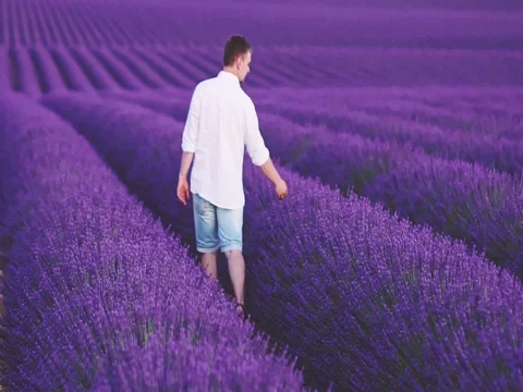 Calm Young Man Walking in Lavender Field at Sunset. SLOW MOTION 120 FPS. Vídeo Stock 73437340