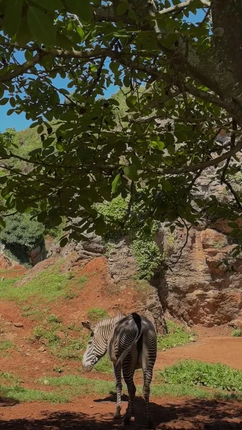 A calm zebra looking under the shade of a tree Video stock 248684590