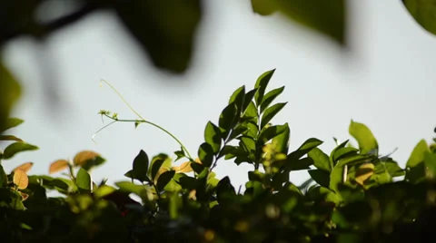 Calmed green background Stock-Footage 36671907