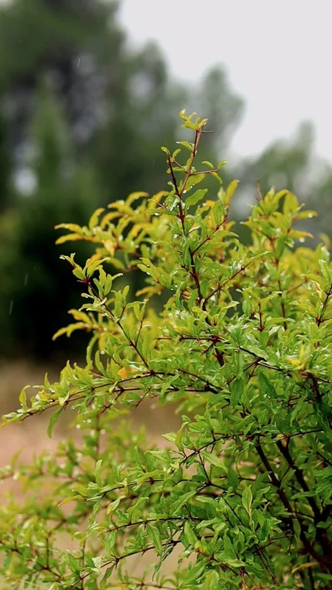 Calming and Refreshing Atmosphere to Relax and Inspire | Refreshing Rain Sounds Stock Footage 273193491