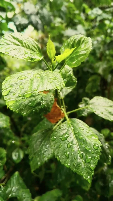 Calming and Refreshing Atmosphere to Relax and Inspire | Refreshing Rain Sounds Stock Footage 273193495