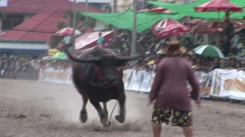 Calming the buffalo Stock Footage 488025