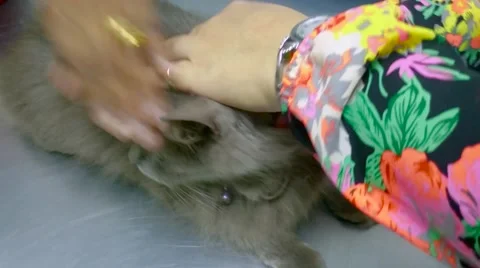 Calming A Cat Prior To Injection 스톡 동영상 53889344