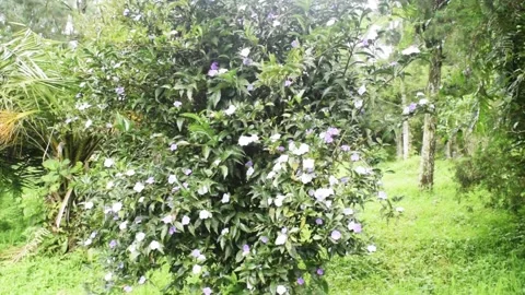 Calming flower bloom Stock Footage 151241136