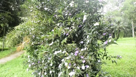 Calming flower bloom Stock Footage 151241249