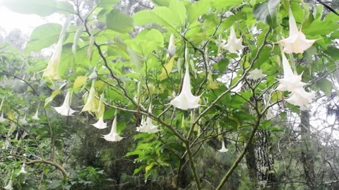 Calming flower bloom Stock Footage 151251004